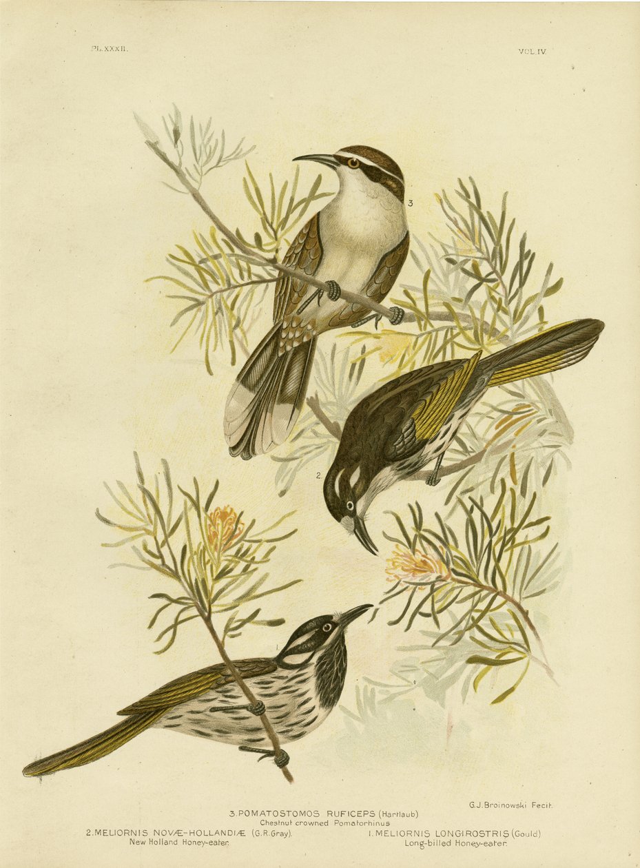 Long-Billed Honeyeater，1891 作者 格拉西乌斯·布罗诺诺夫斯基