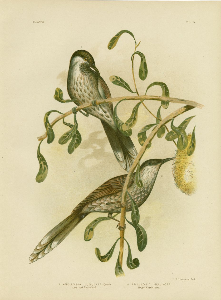 Lumulated Wattlebird或Little Wattlebird，1891 作者 格拉西乌斯·布罗诺诺夫斯基