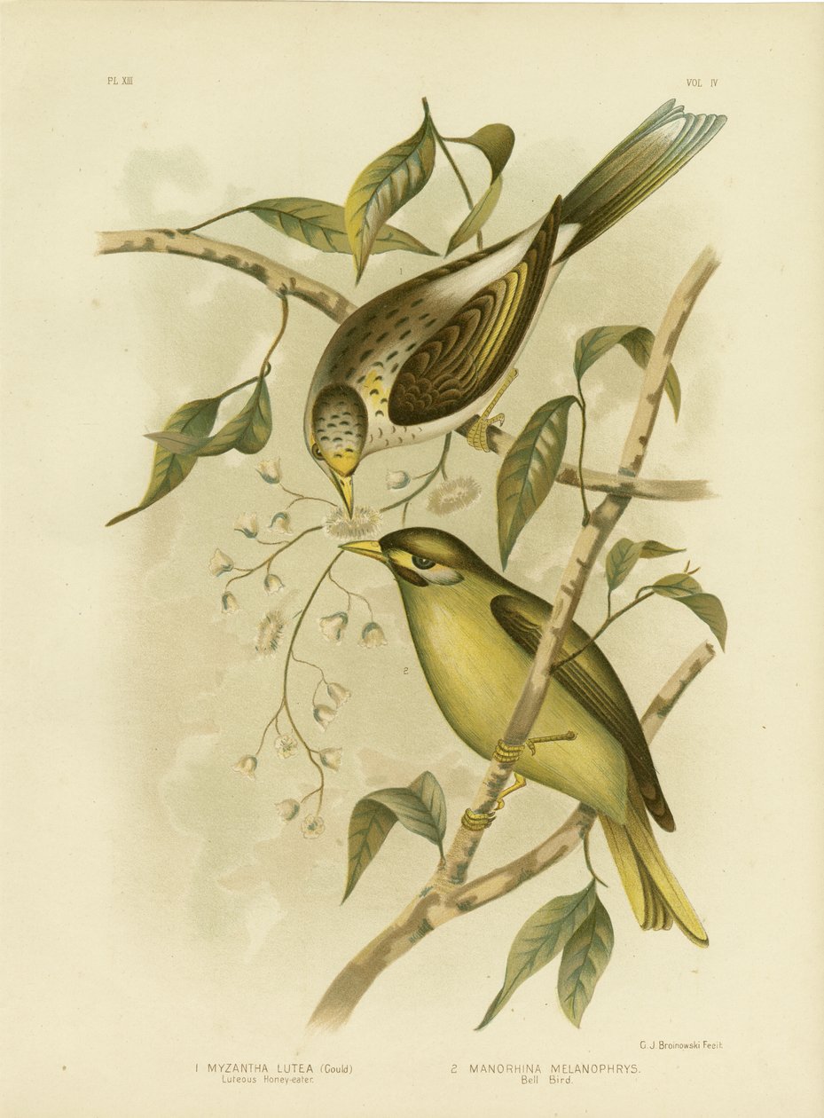 Luteous Honeyeater或Yellow-Throated Miner，1891 作者 格拉西乌斯·布罗诺诺夫斯基