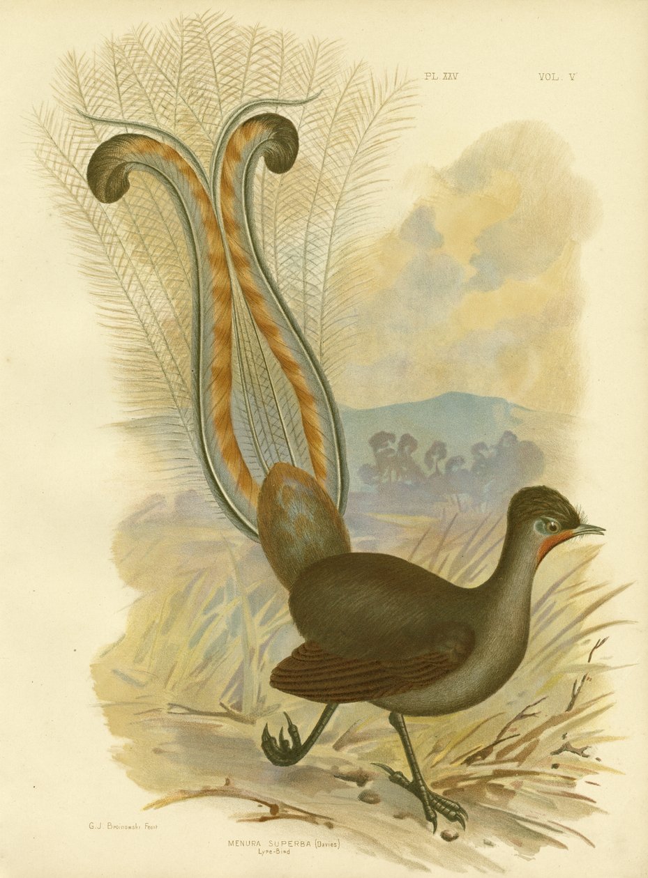 Lyrebird，1891年 作者 格拉西乌斯·布罗诺诺夫斯基