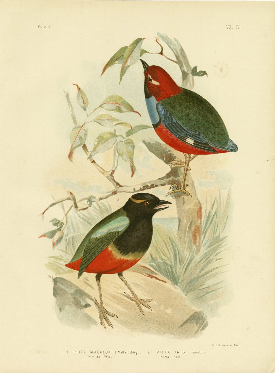 Macklot&39;S Pitta，1891年 作者 格拉西乌斯·布罗诺诺夫斯基