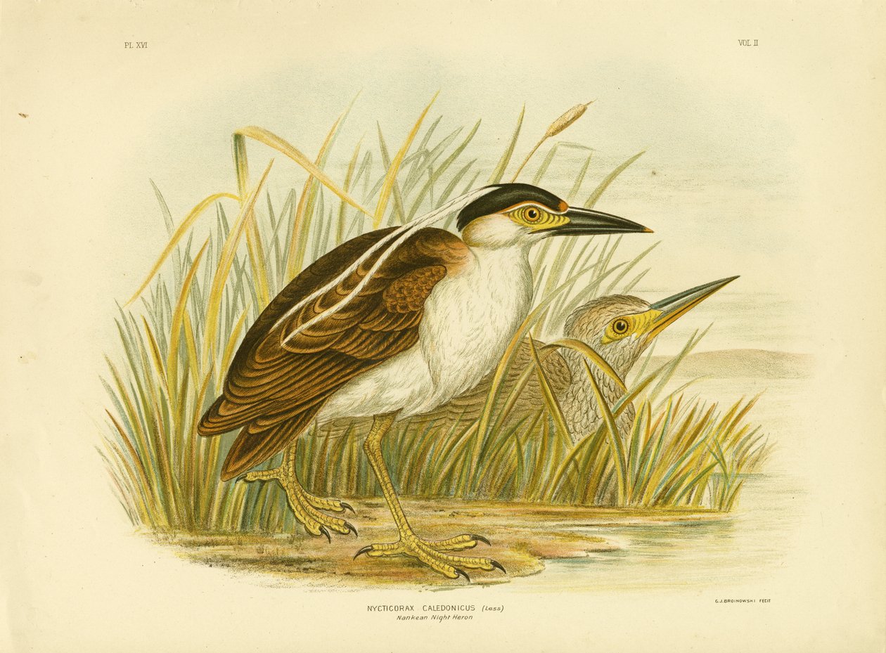 Nankean Night Heron或Nankeen Night Heron，1891 作者 格拉西乌斯·布罗诺诺夫斯基