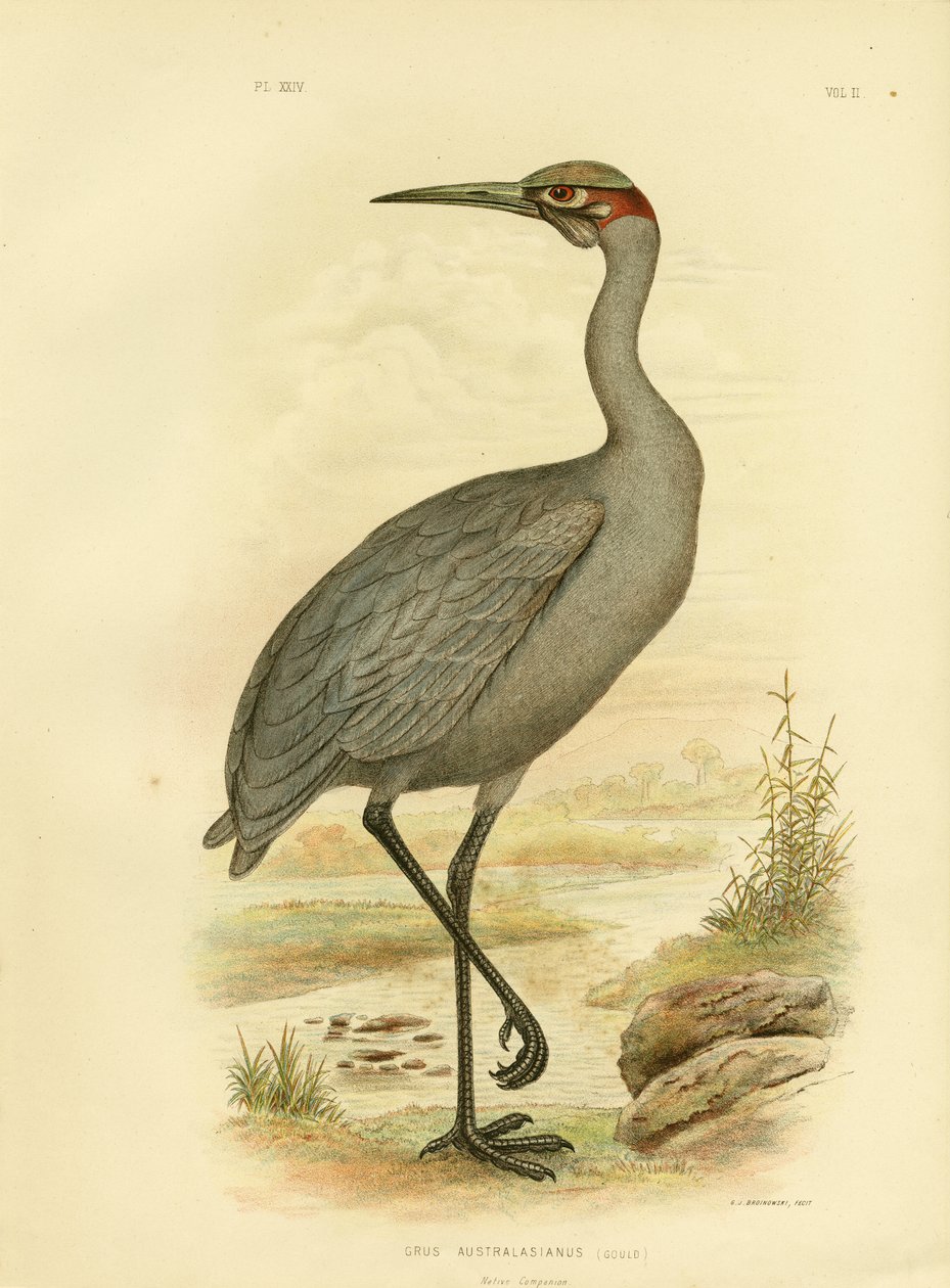 Native Companion或Brolga，1891 作者 格拉西乌斯·布罗诺诺夫斯基
