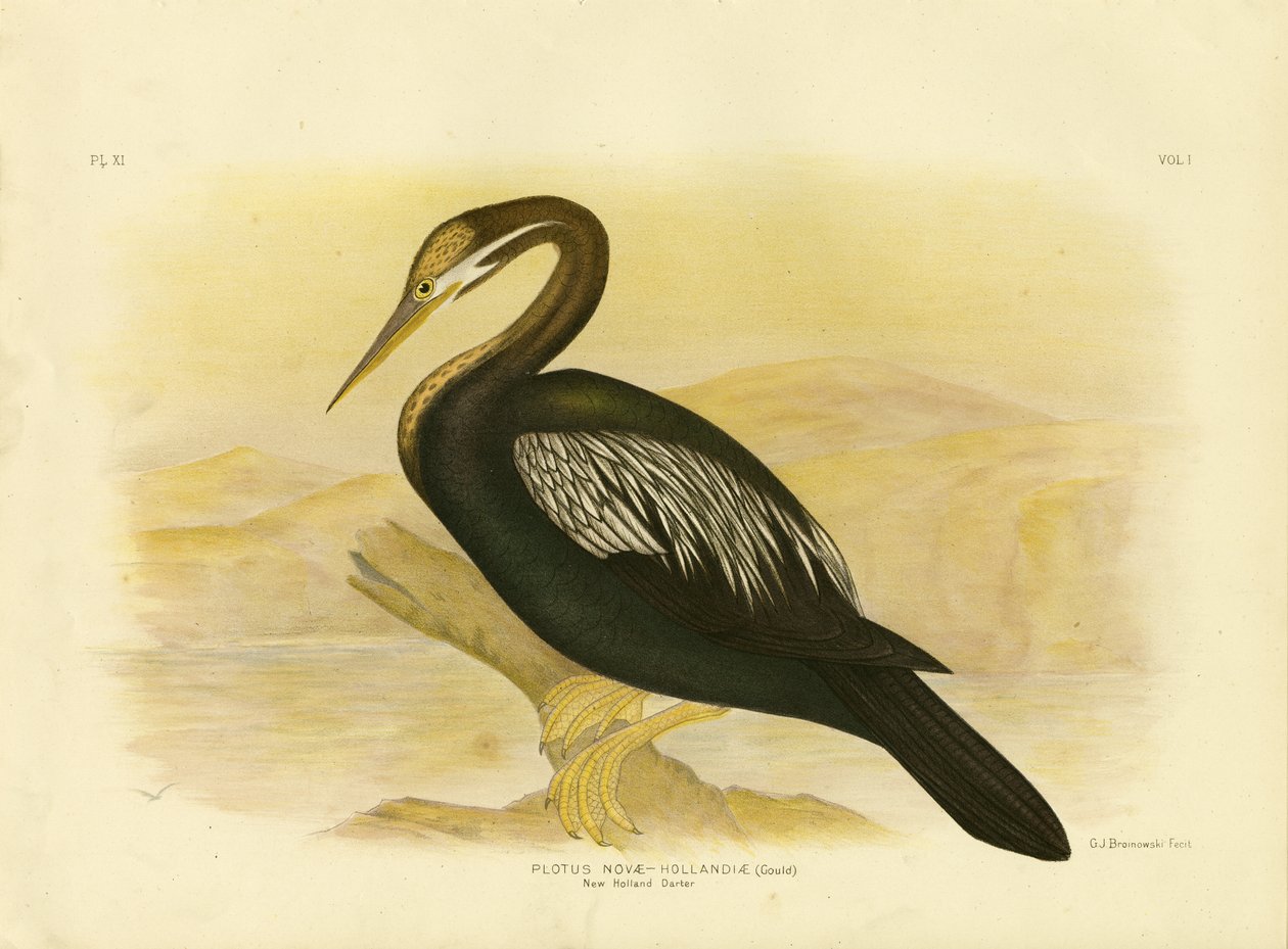 New Holland Darter，1891年 作者 格拉西乌斯·布罗诺诺夫斯基