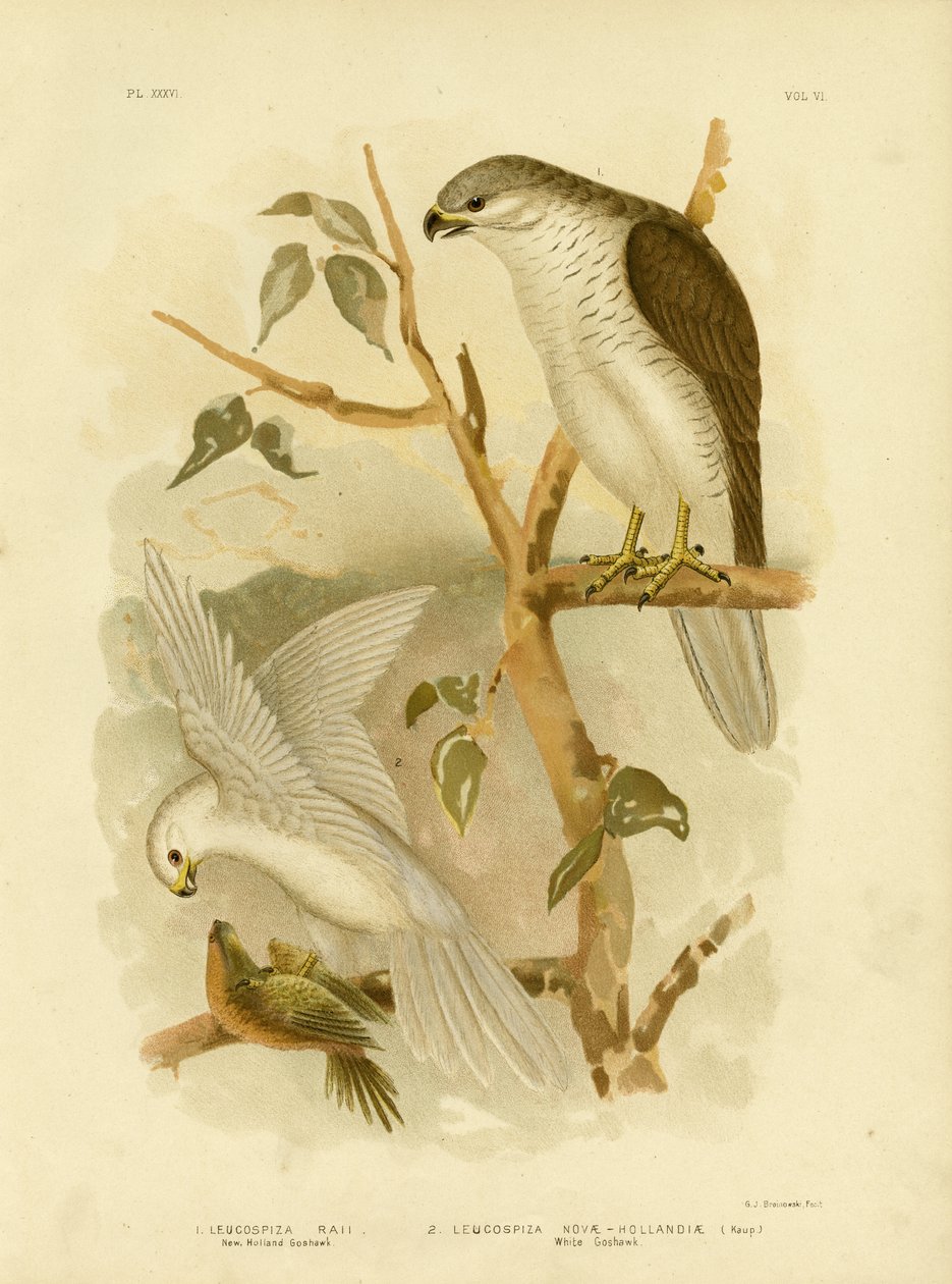 New Holland Goshawk，1891年 作者 格拉西乌斯·布罗诺诺夫斯基