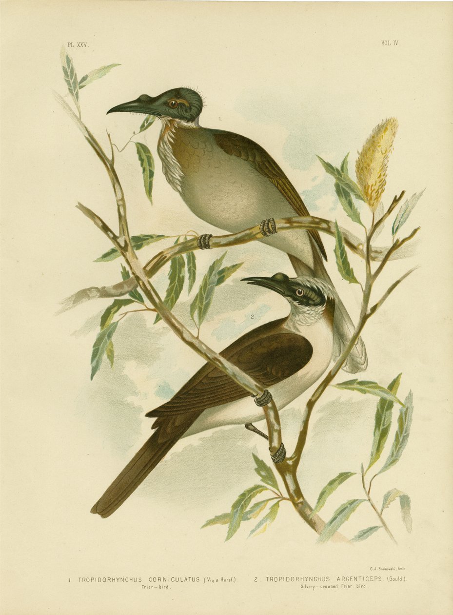 Noisy Friarbird，1891 作者 格拉西乌斯·布罗诺诺夫斯基