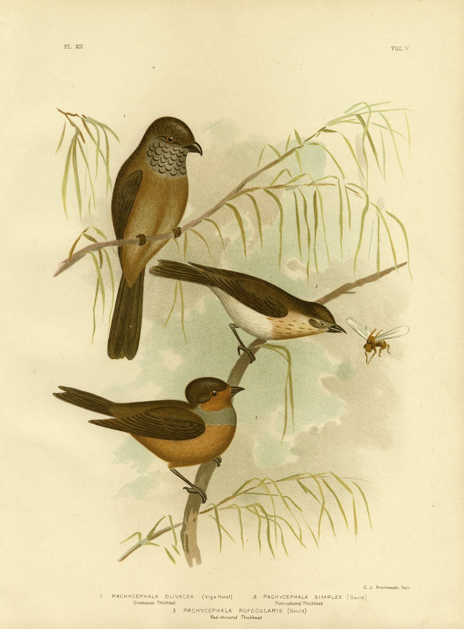 Olivaceous Thickhead或Olive Whistler，1891 作者 格拉西乌斯·布罗诺诺夫斯基