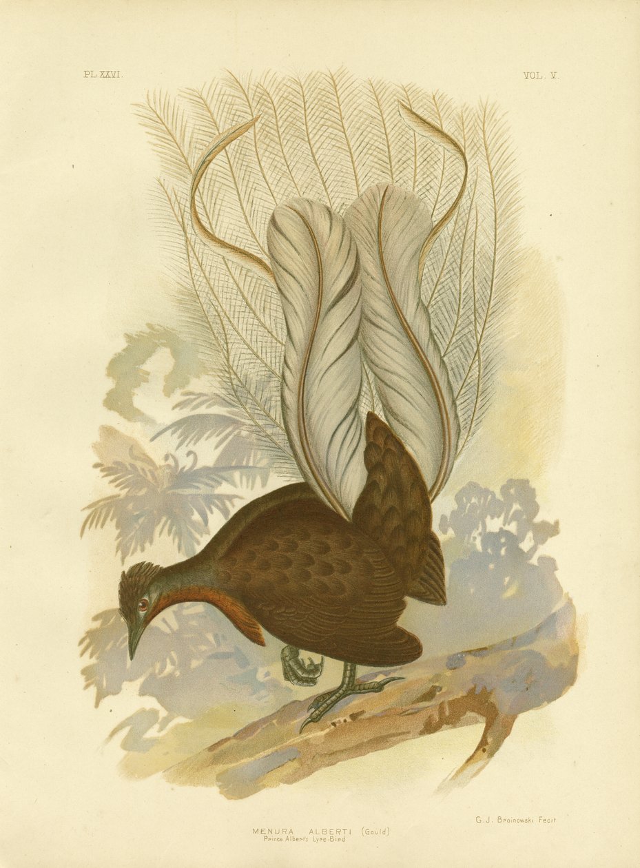 Prince Albert&39;S Lyrebird，1891 作者 格拉西乌斯·布罗诺诺夫斯基