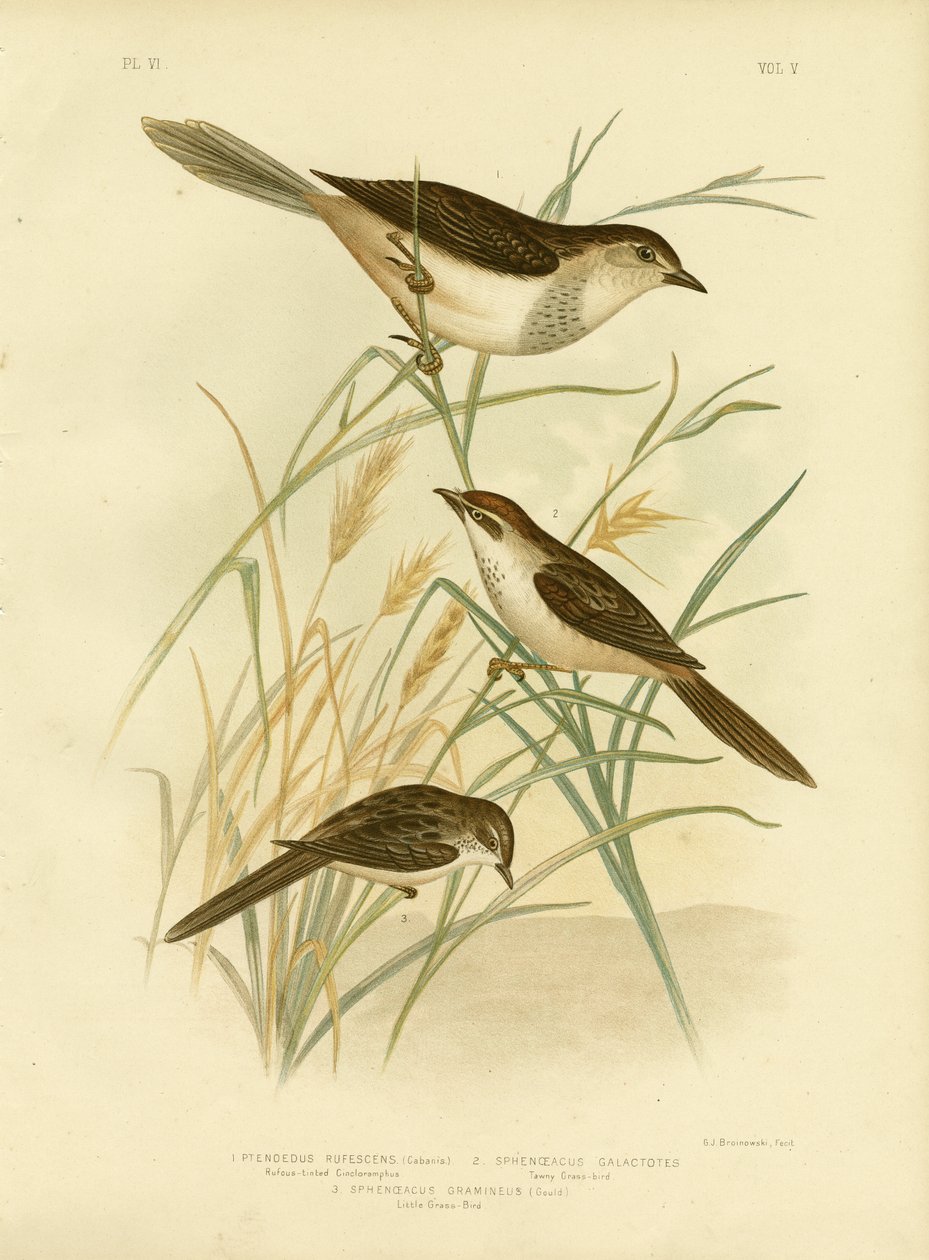红褐色的Cincloramphus或红褐色的Songlark，1891年 作者 格拉西乌斯·布罗诺诺夫斯基