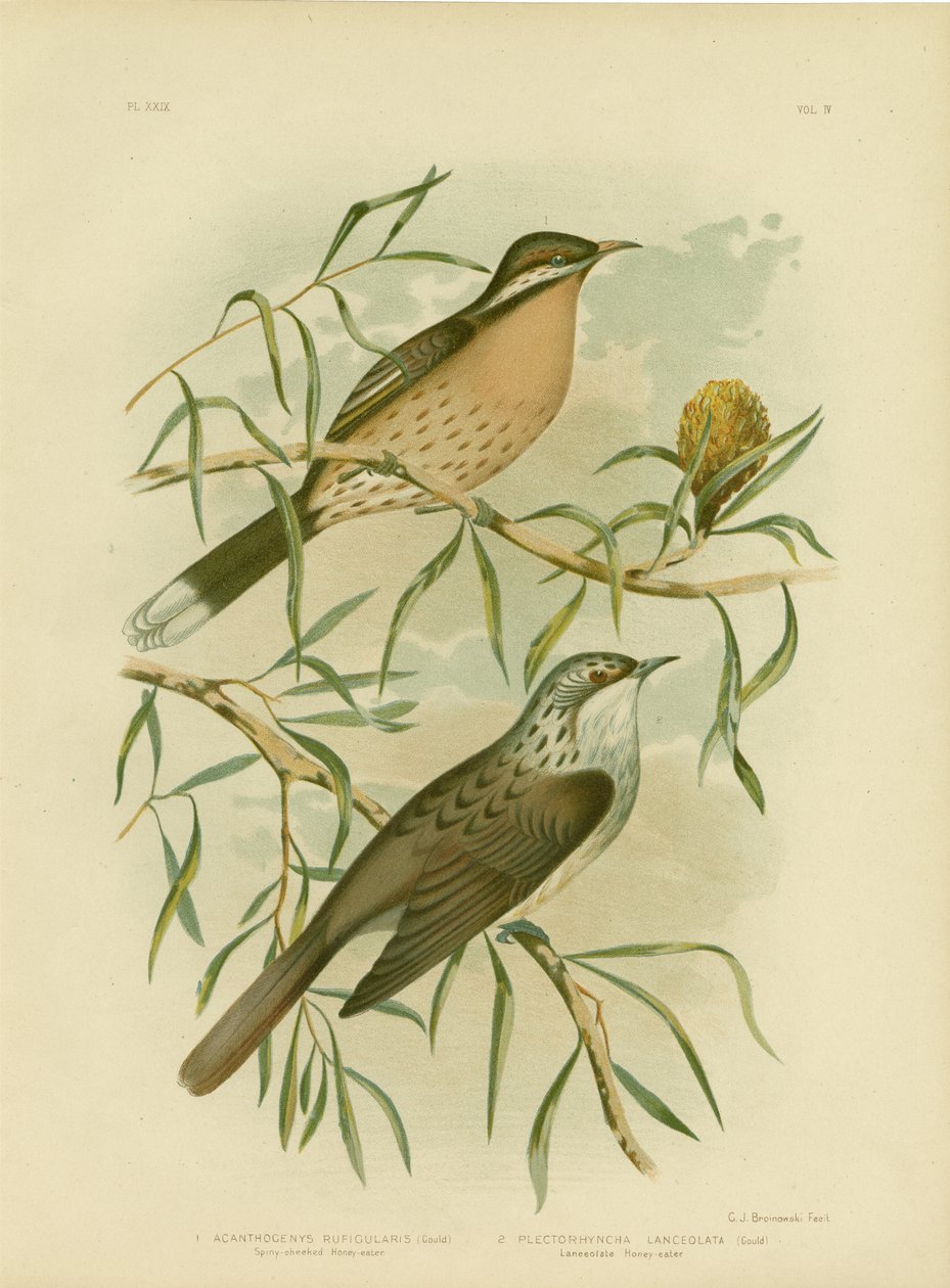 Spiny-Cheeked Honeyeater，1891 作者 格拉西乌斯·布罗诺诺夫斯基