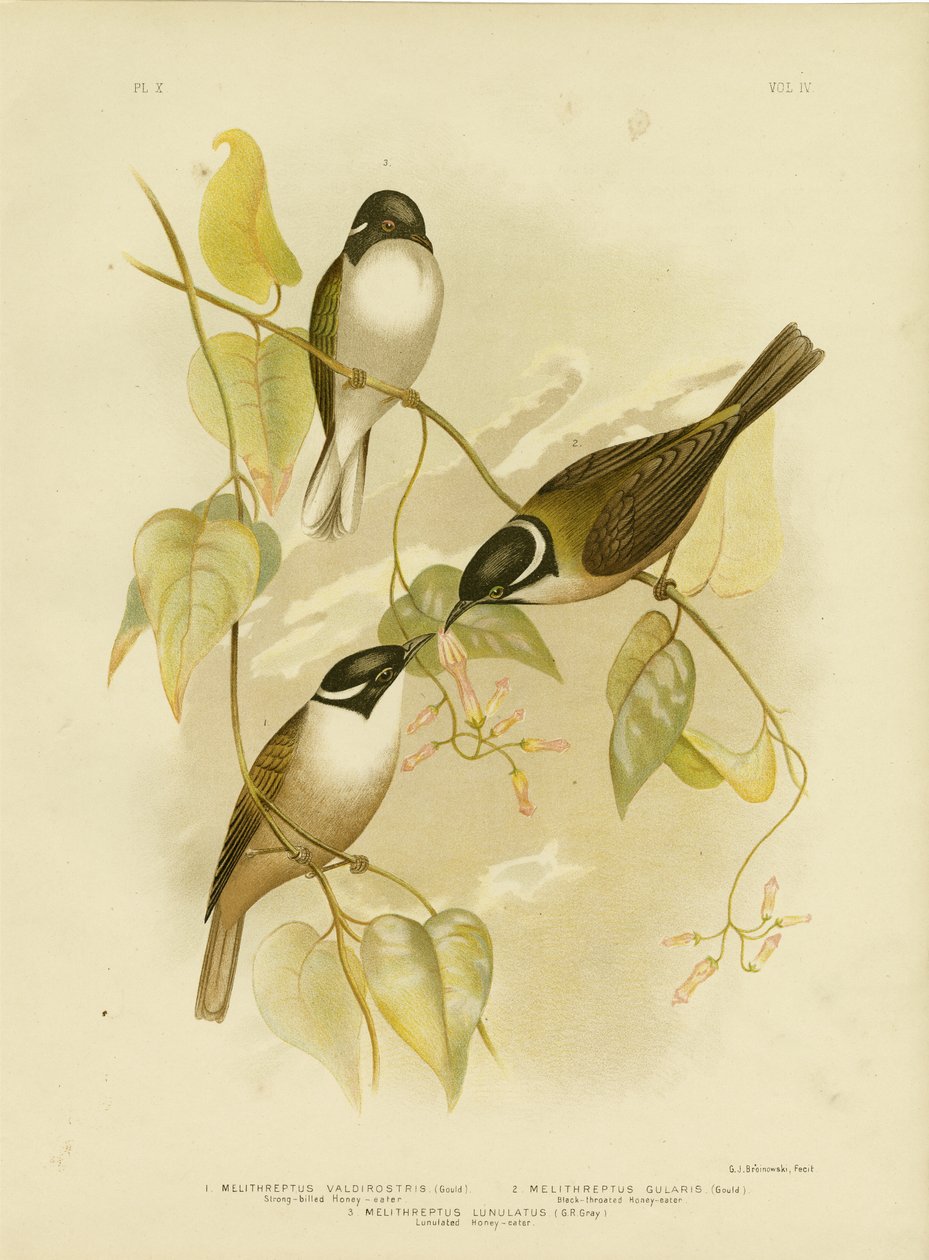 强力计费的Honeyeater，1891年 作者 格拉西乌斯·布罗诺诺夫斯基