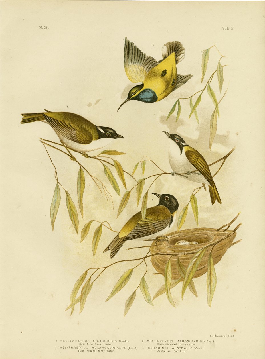 天鹅河蜜蜂，1891年 作者 格拉西乌斯·布罗诺诺夫斯基
