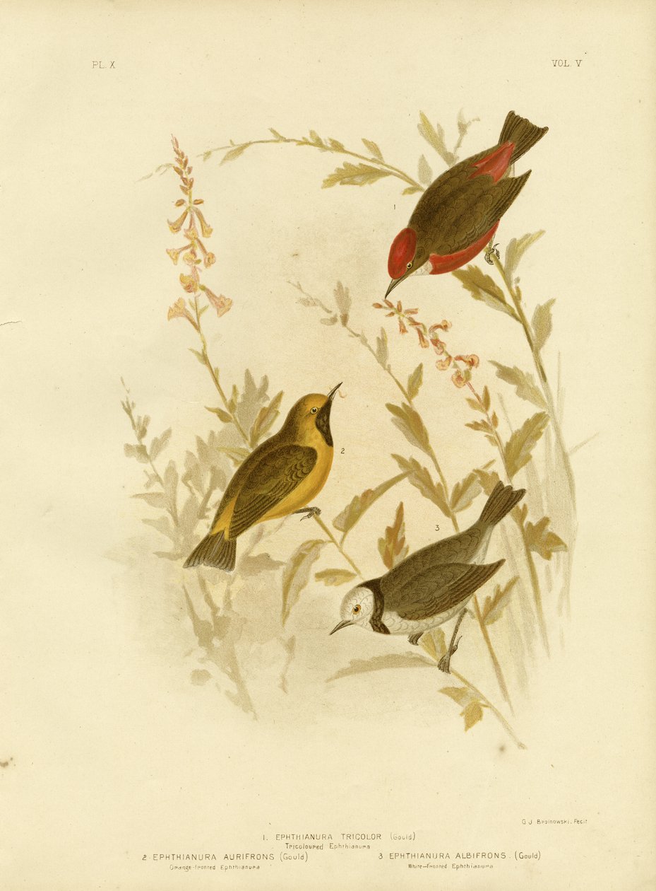Tricolored Ephthianura，1891年 作者 格拉西乌斯·布罗诺诺夫斯基