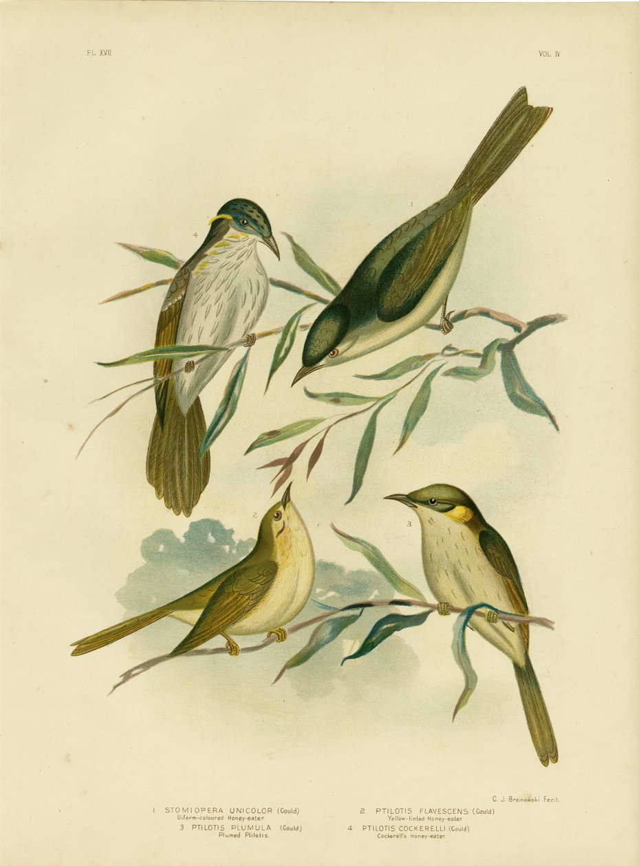 均匀彩色的Honeyeater或White-Gaped Honeyeater，1891年 作者 格拉西乌斯·布罗诺诺夫斯基