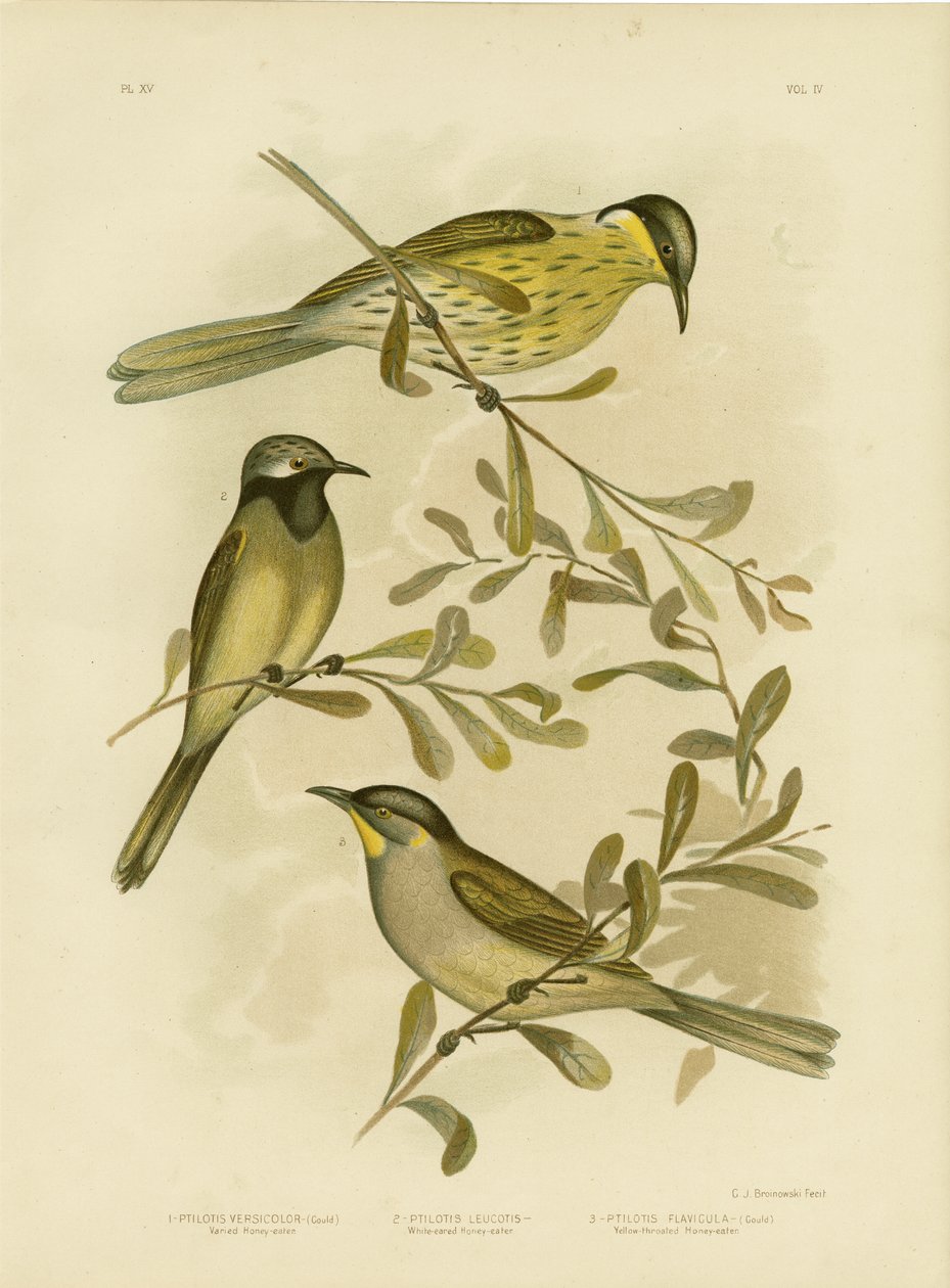 各种Honeyeater，1891年 作者 格拉西乌斯·布罗诺诺夫斯基