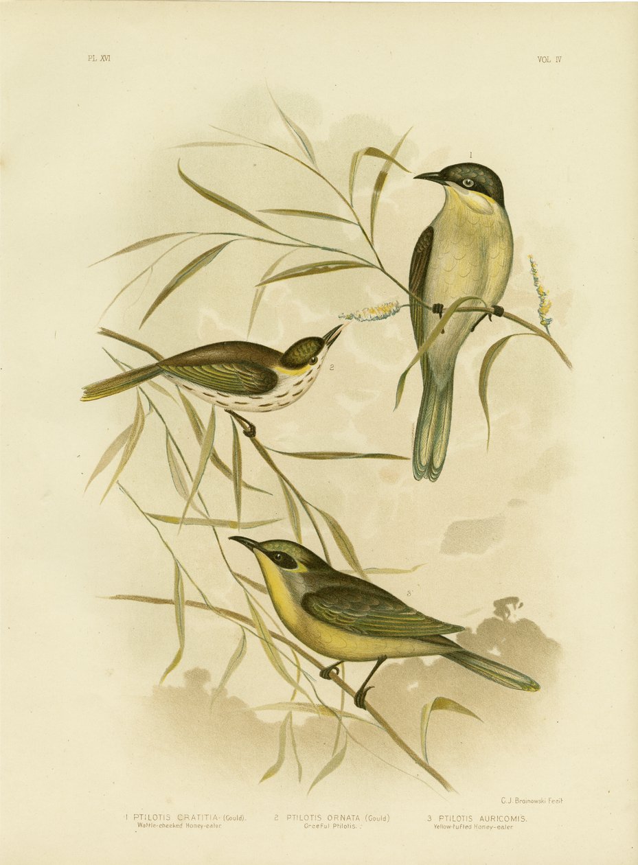 Wattle-Cheeked Honeyeater或Purple-Gaped Honeyeater，1891 作者 格拉西乌斯·布罗诺诺夫斯基