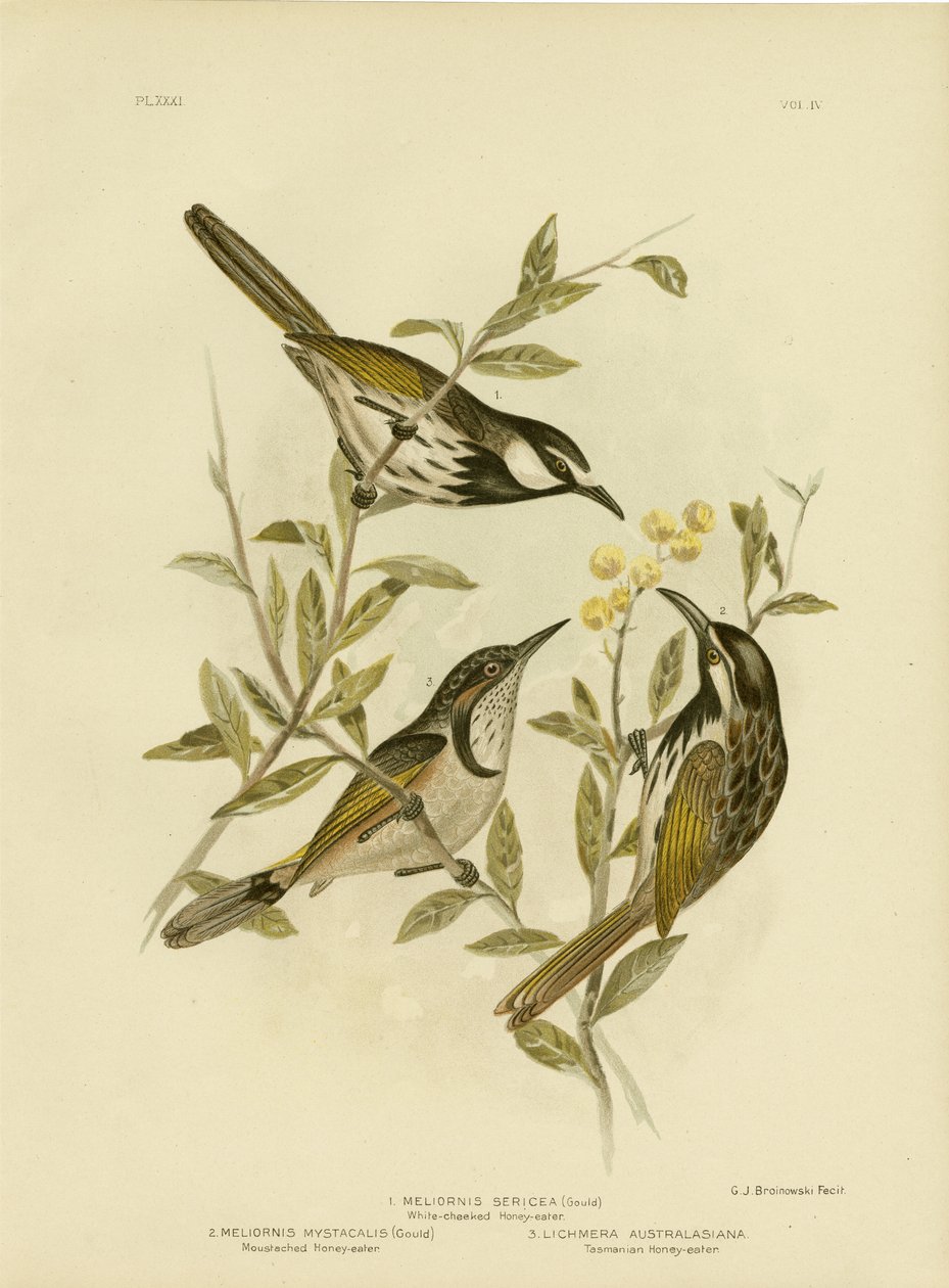 White-Cheeked Honeyeater，1891 作者 格拉西乌斯·布罗诺诺夫斯基