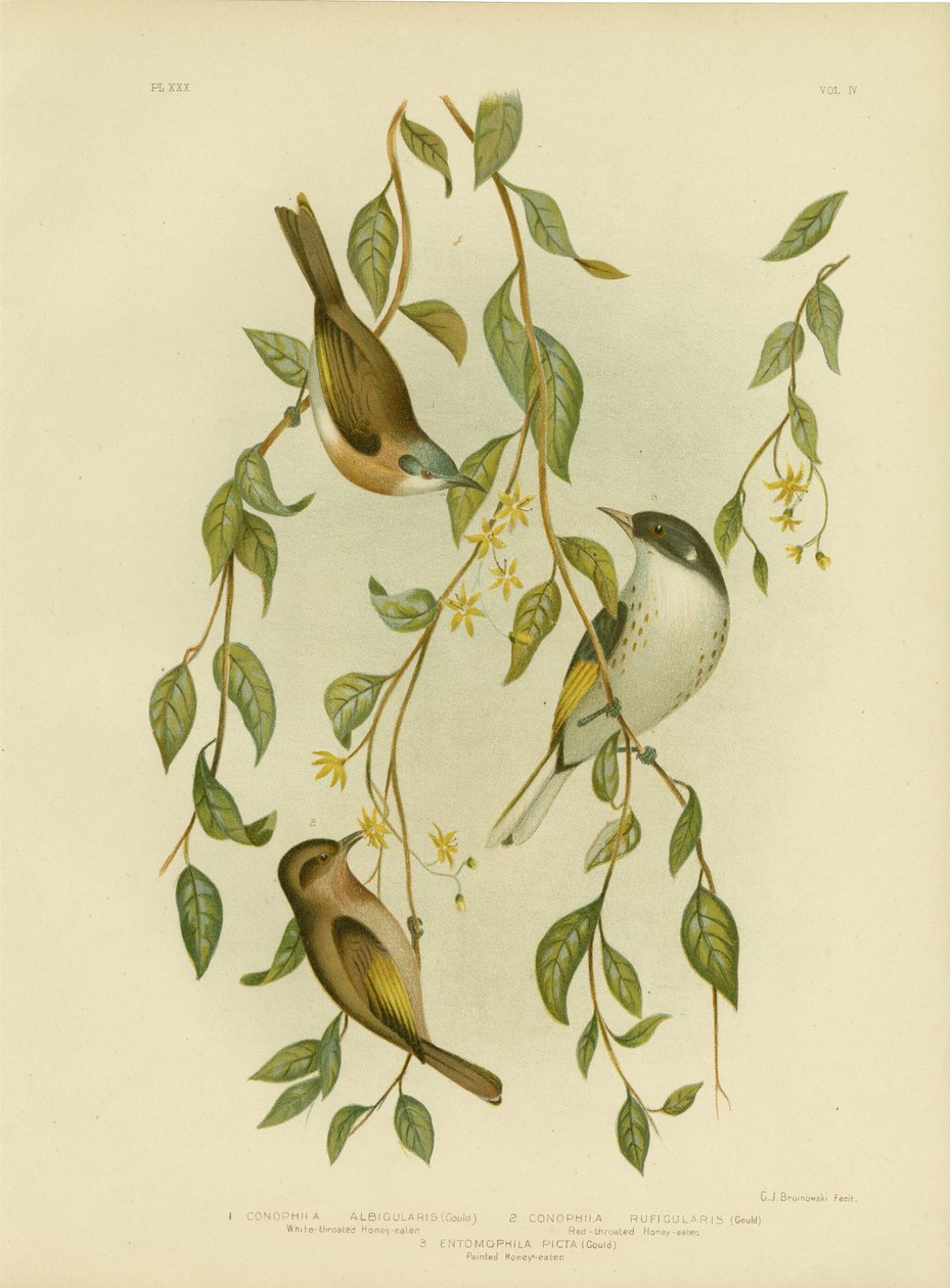 White-Throated Honeyeater，1891 作者 格拉西乌斯·布罗诺诺夫斯基