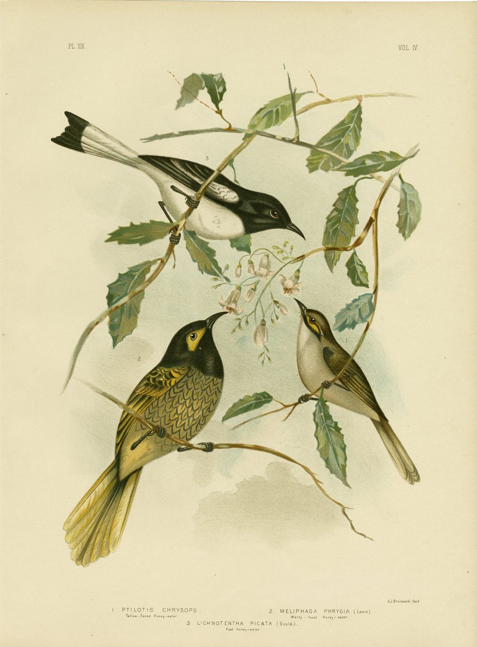 Yellow-Faced Honeyeater，1891 作者 格拉西乌斯·布罗诺诺夫斯基