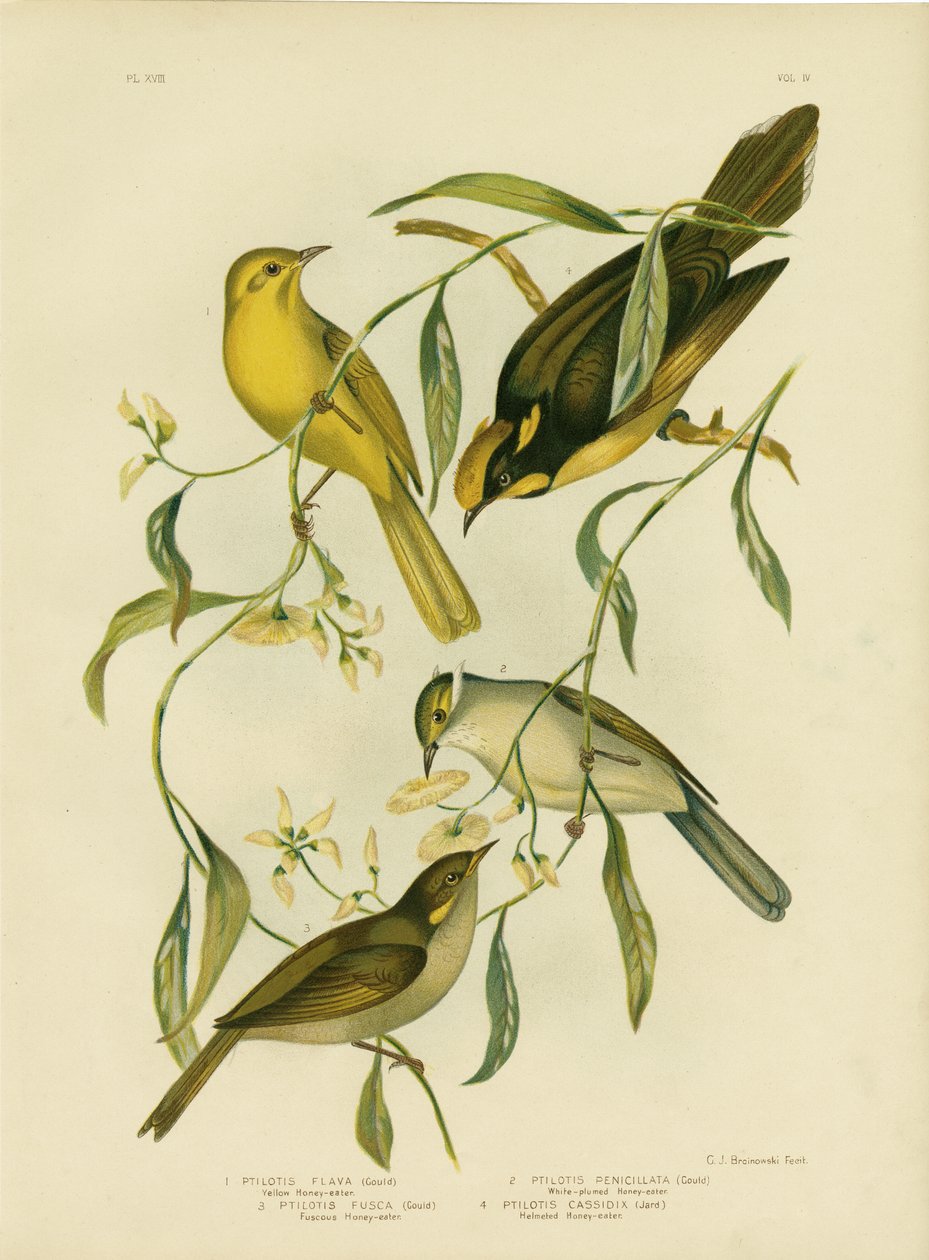 黄色Honeyeater，1891年 作者 格拉西乌斯·布罗诺诺夫斯基