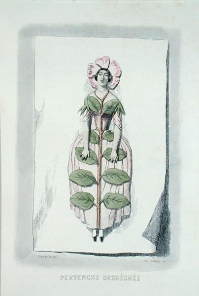 枯萎的长春花，摘自查尔斯-杰弗里（Charles Geoffroy）（1819-82）雕刻的 "Les Fleurs Animees"。 作者 格兰维尔