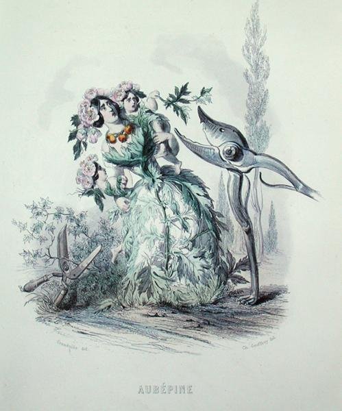 山楂树，选自《动漫之花》，由查尔斯-杰弗里（1819-82）雕刻。 作者 格兰维尔