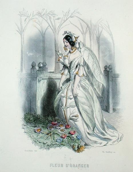 橘子花，出自《动漫之花》，由查尔斯-杰弗里（1819-82）雕刻。 作者 格兰维尔