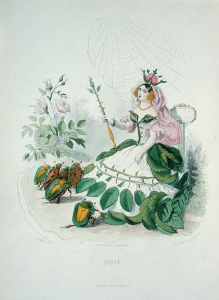 玫瑰（Rosa Centifolia）--花中之王，出自《动画之花》，由查尔斯-杰弗里（1819-82）雕刻。 作者 格兰维尔