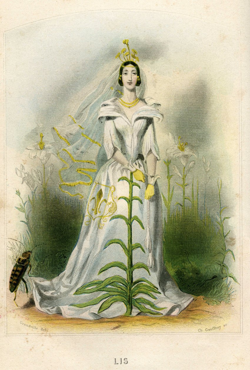 动画花朵》插图 作者 格兰维尔 (1803-47)