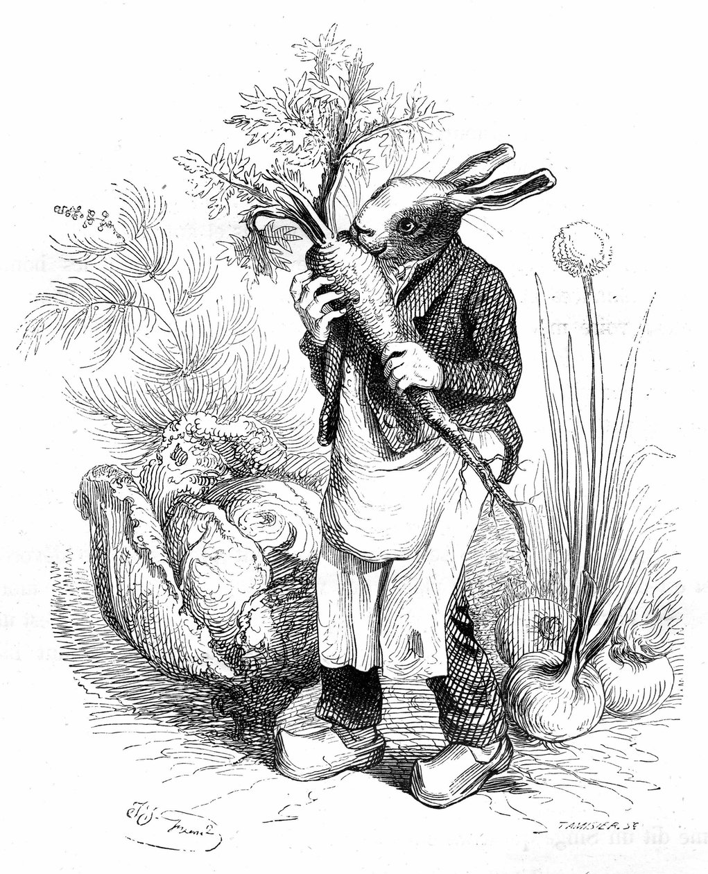 格兰维尔版画，选自《动物的私人和公共生活》一书，赫策尔版，1867 年。兔子园丁在菜园里用蹄子碾胡萝卜或种植蔬菜（洋葱和卷心菜）。 作者 格兰维尔 (1803-47)