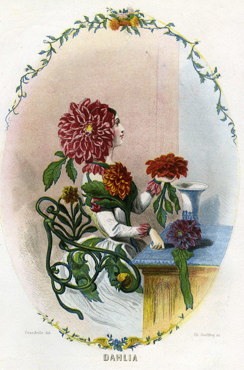 动画花朵》插图 作者 格兰维尔 (1803-47)
