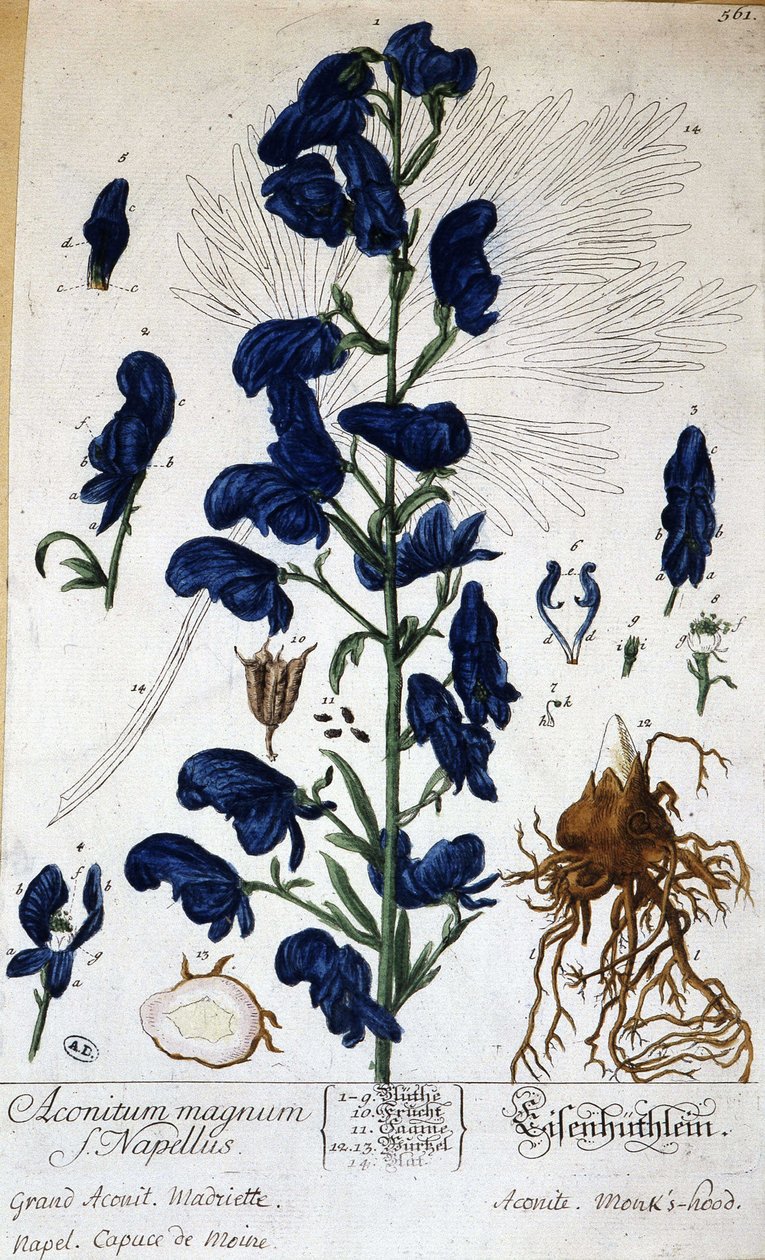 大乌头，和尚的乌头（aconitum magnum）--在格兰德维尔的 "动画花卉 "中，19岁。 作者 格兰维尔