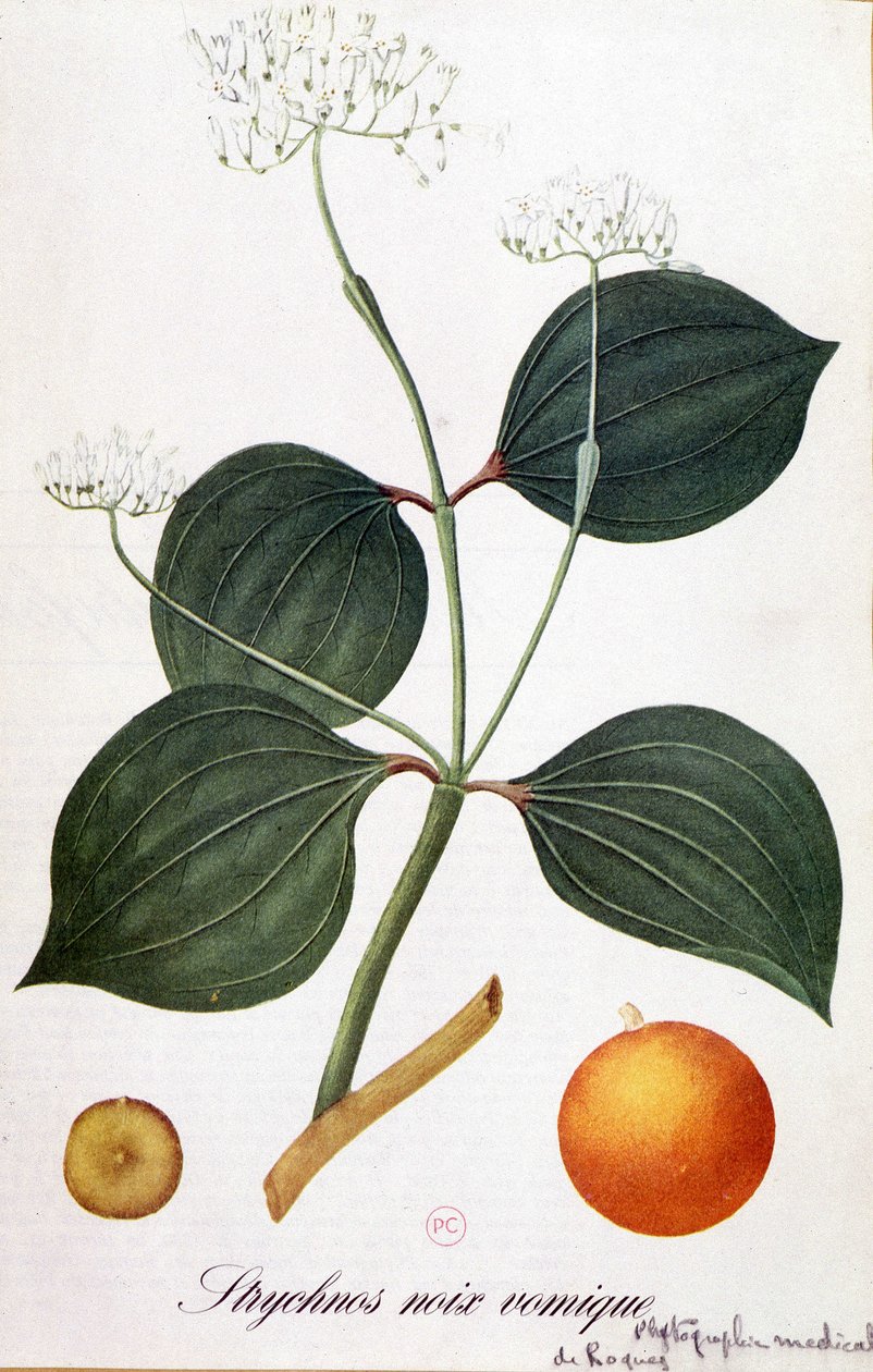 Leaf, flowers and fruit of strychnos (vomic nut or nux vomica) - in “” Animated Flowers”” by Grandville, n.d. 19th. 作者 格兰维尔