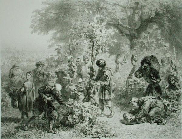 格鲁吉亚Kakhetie的葡萄收成，板块30来自一本关于高加索的书，由Eugene Le Roux（1807-63）雕刻，巴黎Alfred Leon Lemercier出版。 作者 格里哥里（Grigori Grigorevich）（后）加加林（Gagarin）