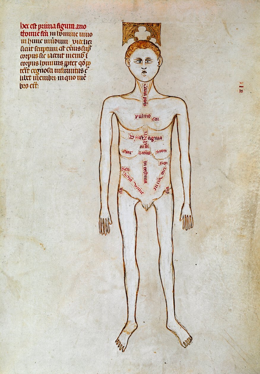 外科手术：人体表现。帕维亚的 Gui（盖伊）撰写的 "Liber notabilium Philippi septimi francorum regis, a libris Galieni extractus "中的缩影 作者 圭多·达·维杰瓦诺·达帕维亚