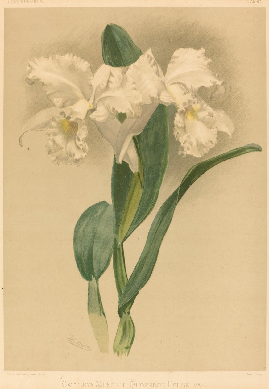 Cattleya Mendelii Quorndon House Var. 作者 亨利·乔治·穆恩之后的古斯塔夫·洛伊茨奇