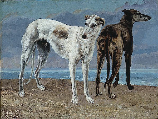 Comte de Choiseul的灵缇犬 作者 古斯塔夫·库尔贝