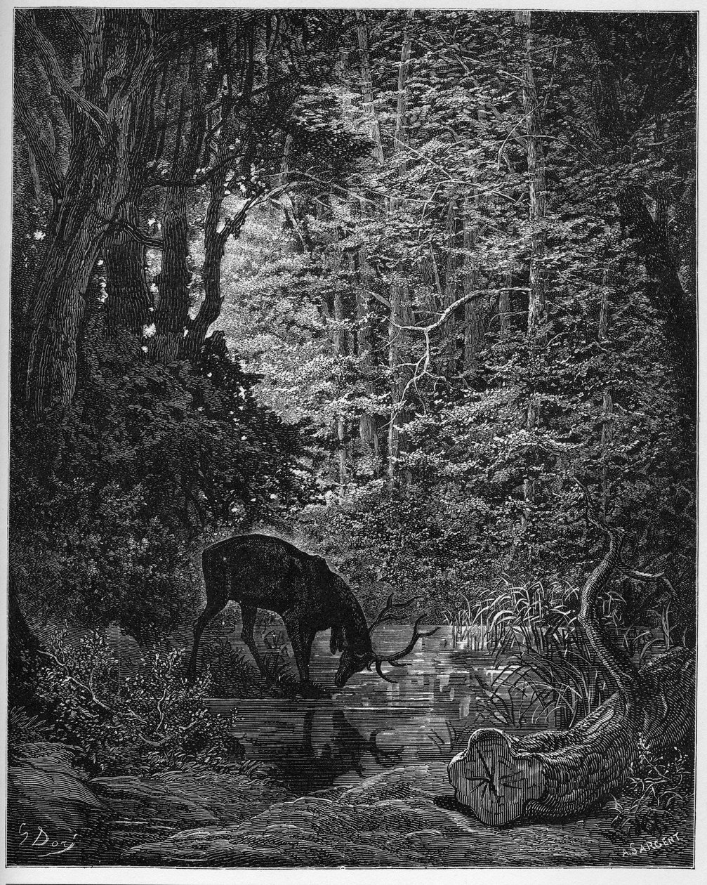Le cerf se Véant Dans L