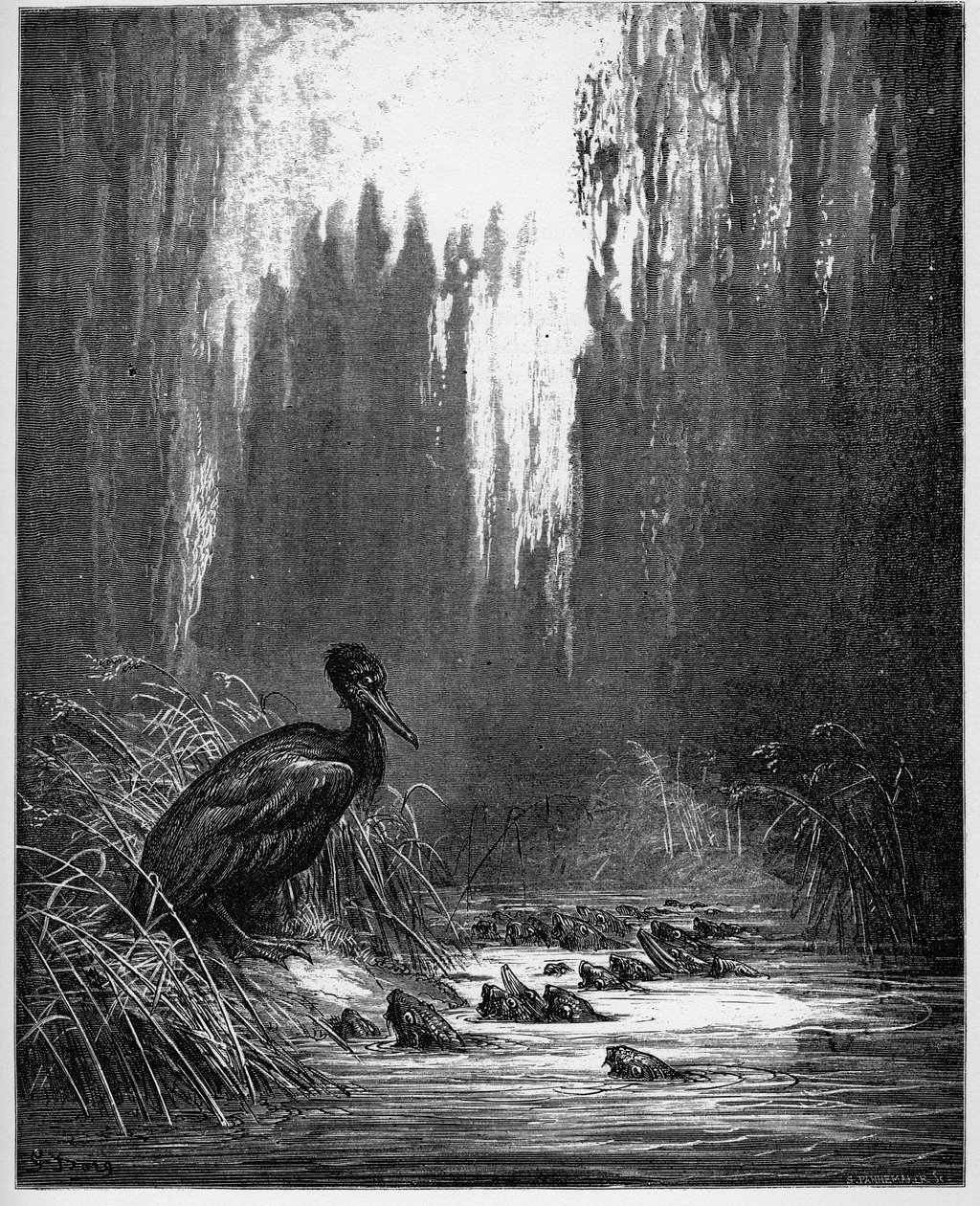 les poisson et le cormorant - 鱼和鸬鹚 - 来自Jean de La Fontaine (Lafontaine)(1621-95)的《寓言》--根据Gustave Dore (1832-83)的作品雕刻 - 私人收藏 作者 古斯塔夫（之后）多尔
