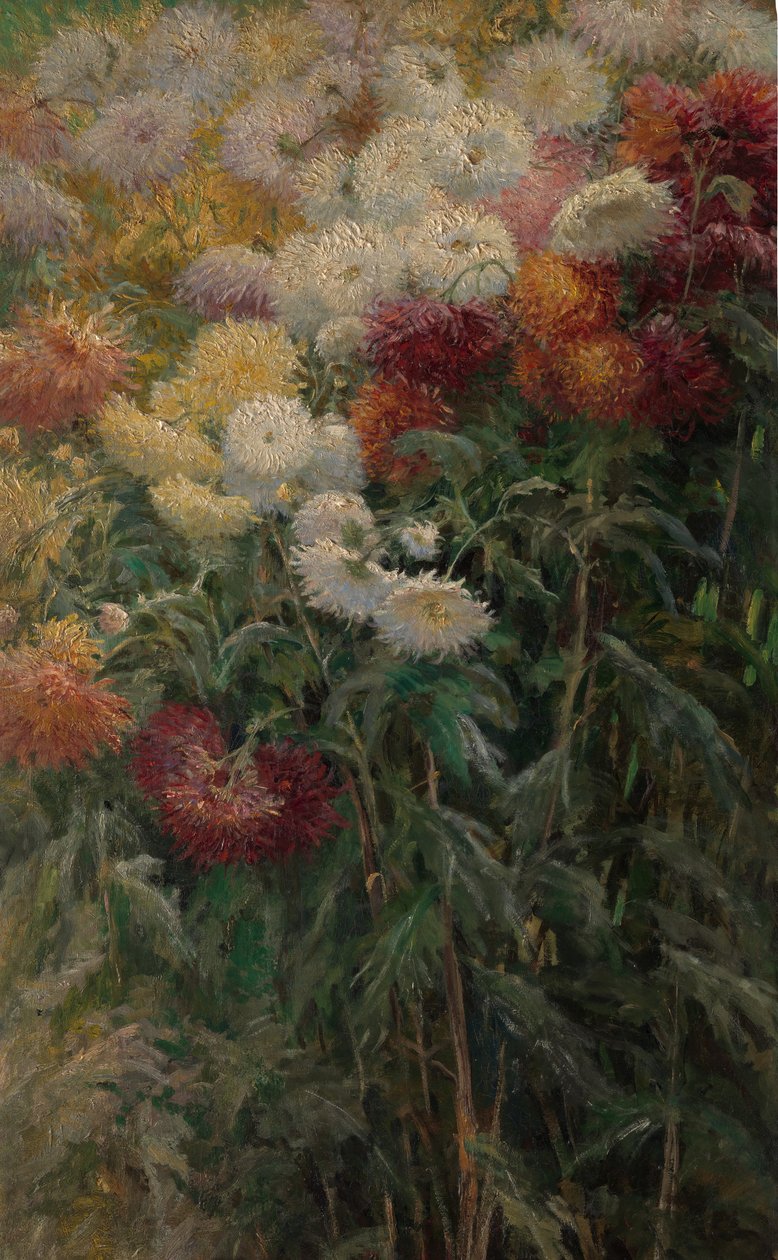 1893年，佩蒂特根尼维利尔花园里的菊花。 作者 古斯塔夫·卡耶博特