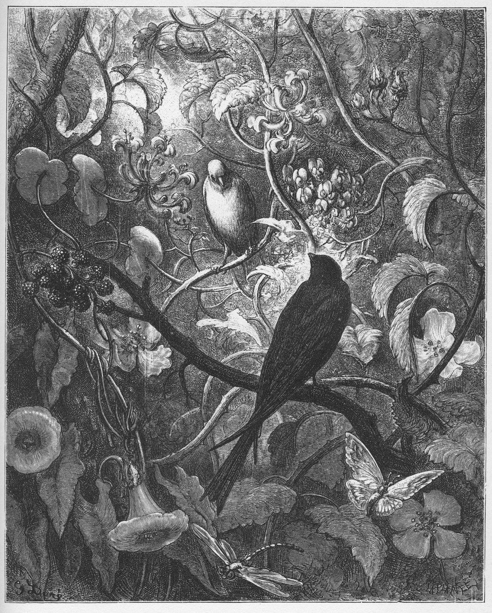 Philomele et Progne-摘自Jean de La Fontaine的“寓言” 作者 古斯塔夫·多尔（Gustave Dore）