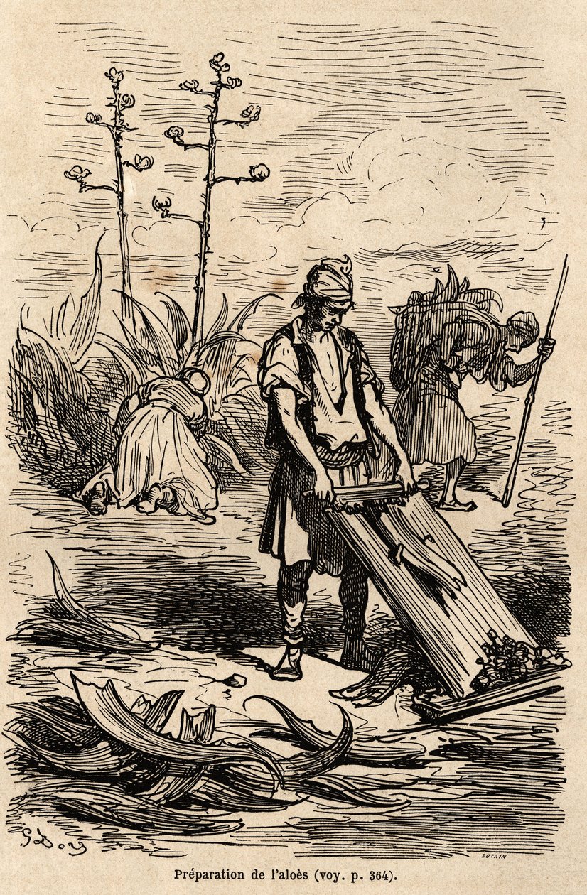 古斯塔夫-多尔（1832-1883）绘制的芦荟或龙舌兰的制备方法，用于去除用于驾驭马匹的绳索，叶子用于制作田间围栏，以说明他1862年与C.Davillier的西班牙之旅。雕刻在 "世界之旅 "中，编者注。 作者 古斯塔夫·多尔（Gustave Dore）