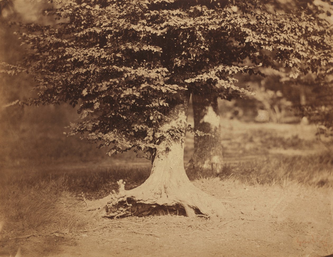 山毛榉树，枫丹白露森林，约 1856 年（照片1856 年（照片） 作者 古斯塔夫·勒格雷