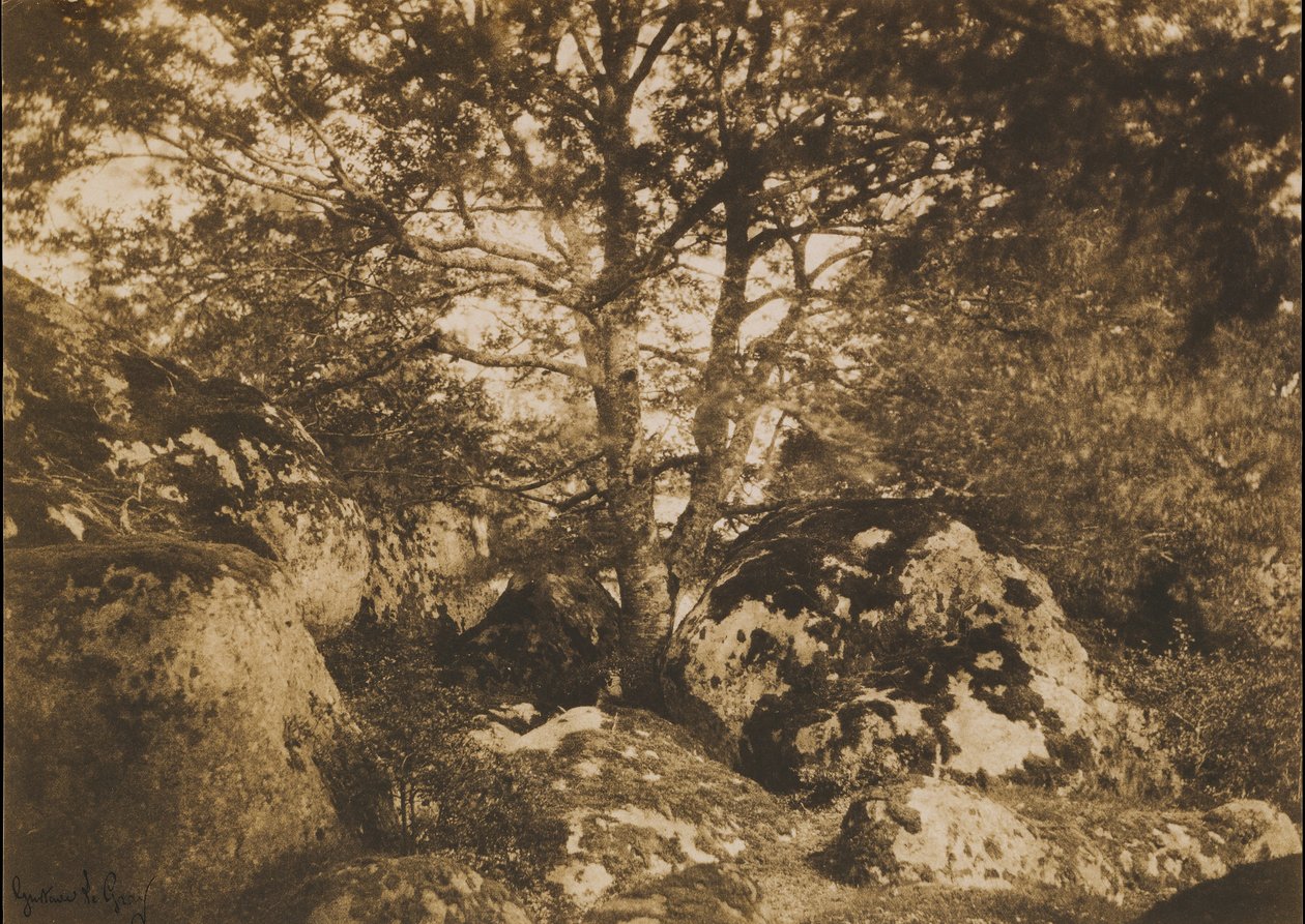 [橡树和岩石，枫丹白露森林]，1849-52年。 作者 古斯塔夫·勒格雷