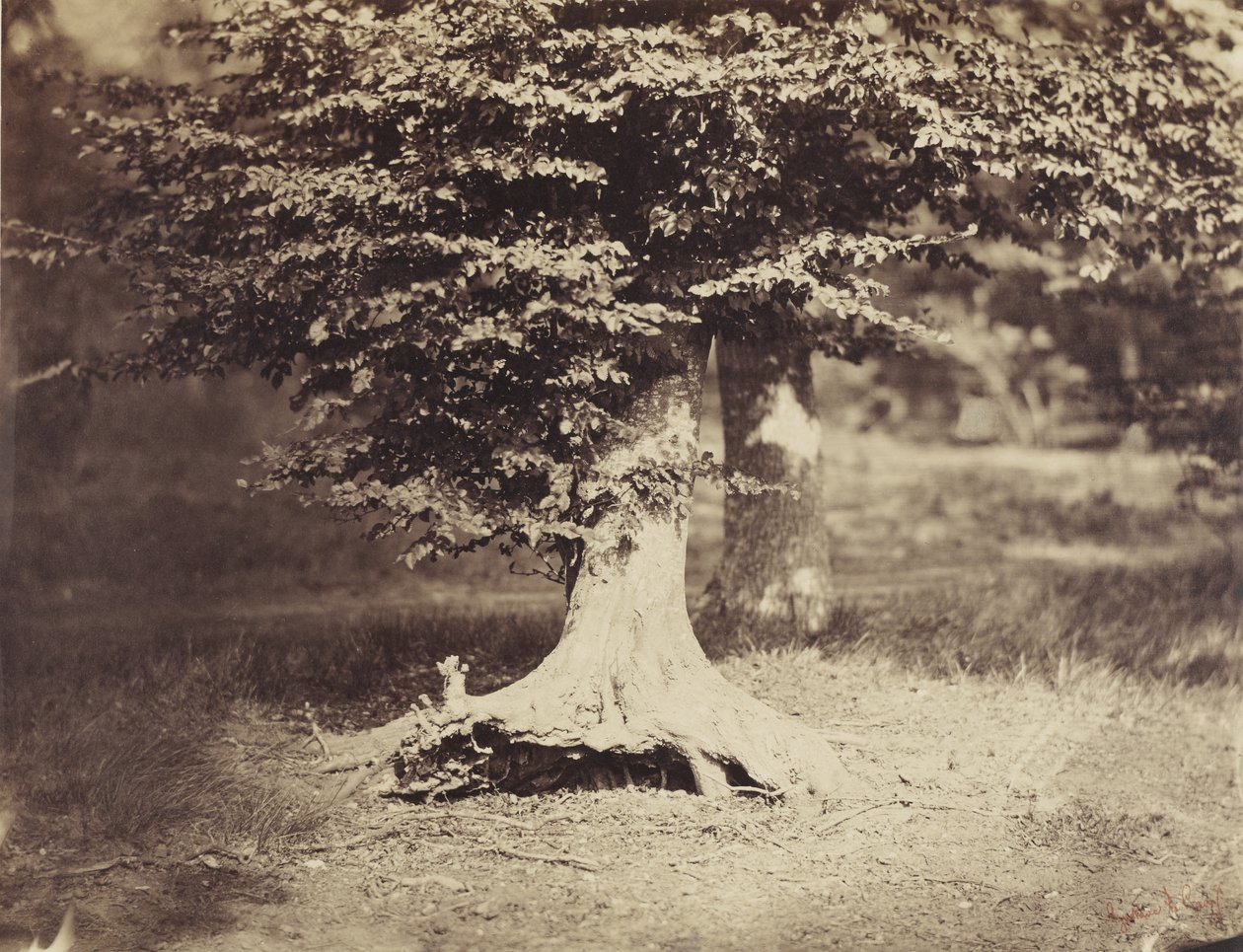 山毛榉树，约1855-7(黑白照片) 作者 古斯塔夫·勒格雷