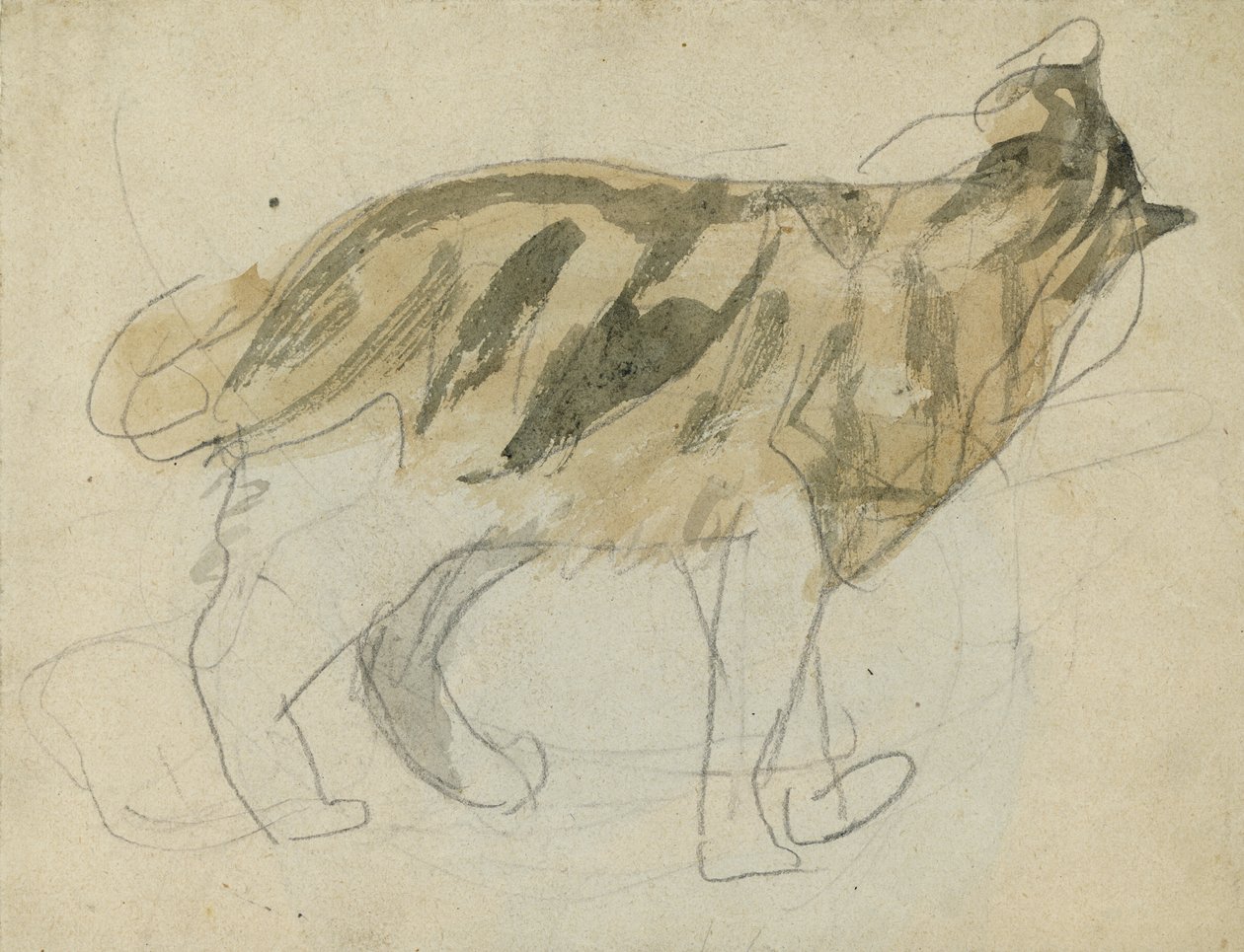 猫的研究（纸上铅笔和水彩画） 作者 格温·约翰