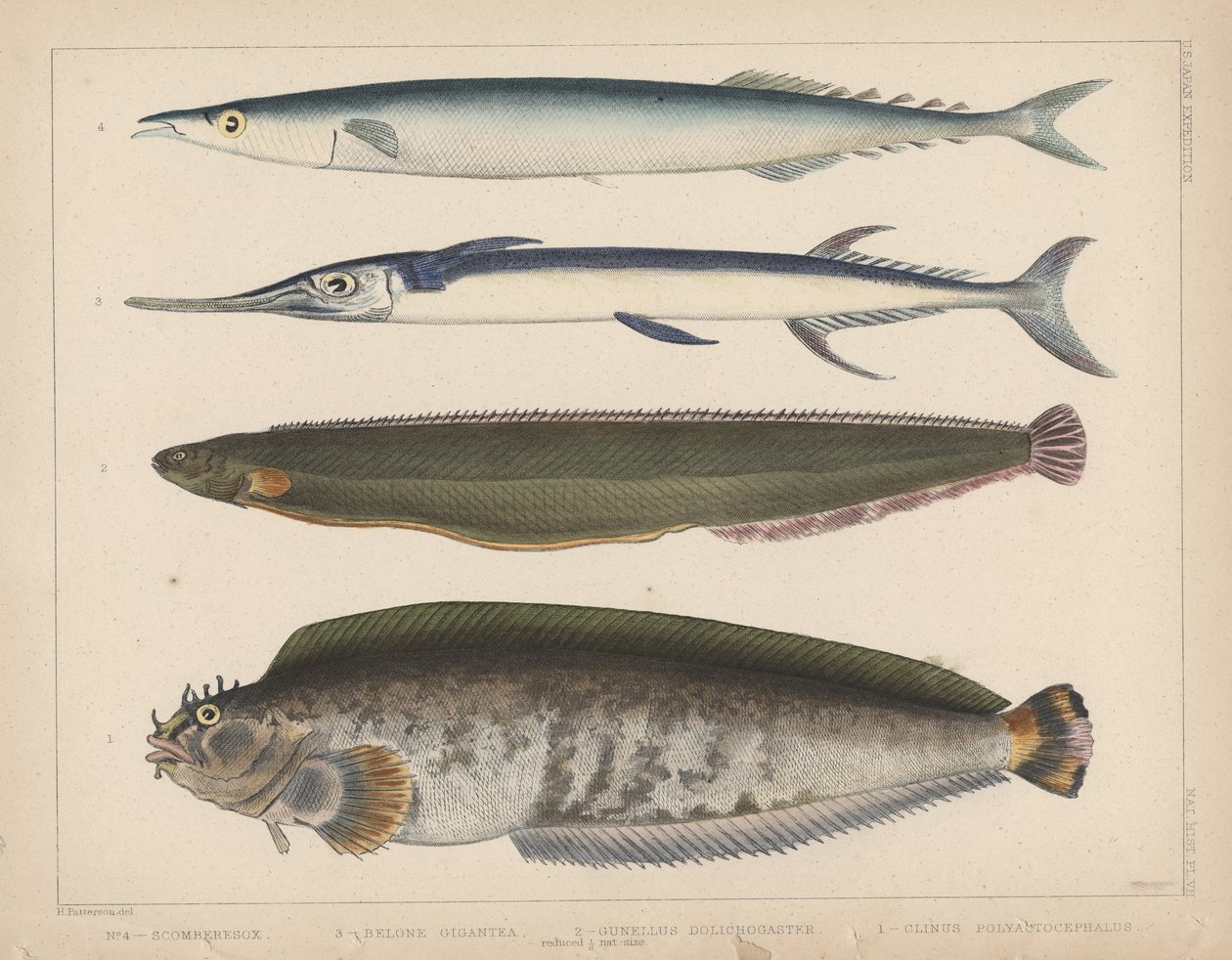 1. Clinus Polyactocephalus，2。Gunellus Dolichogaster，3。Belone Gigantea，4。Scomberesox，1855 作者 帕特森