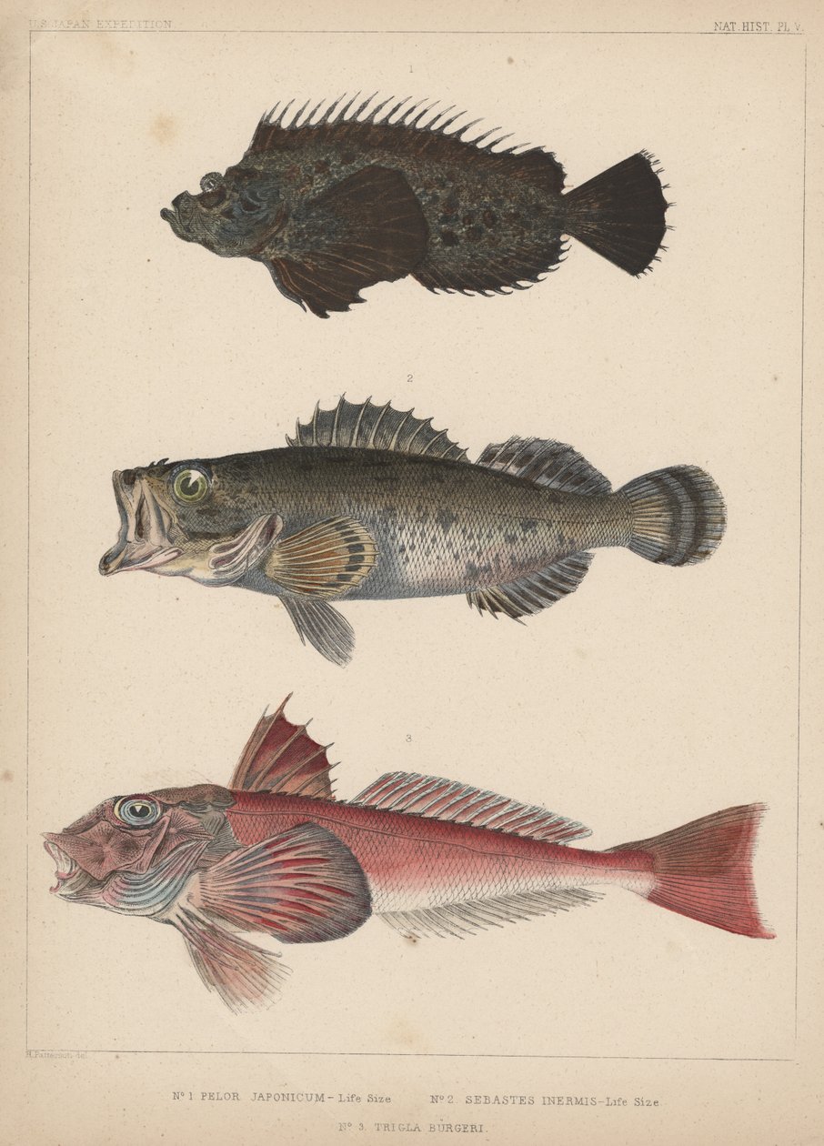 1. Pelor Japonicum，2。Sebastes Inermis和3. Trigla Burgeri，1855 作者 帕特森