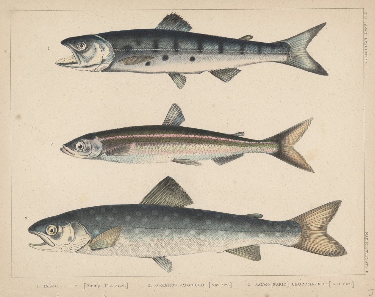 1. Salmon，2。Osmerus Japonicus，3。Salmo（Fario）Leucomaenis，1855 作者 帕特森