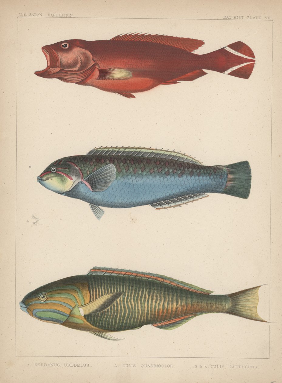 1.肛门Urodela，2胡里奥海葵，3朱利叶斯散尾葵，1855年 作者 帕特森